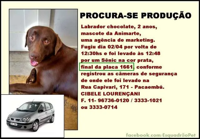 Cachorro ra a labrador idade  nome Produção