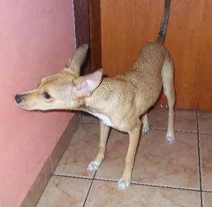 Cachorro raça SRD idade 2 a 6 meses nome Paulinha