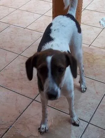 Cachorro ra a SRD idade 7 a 11 meses nome Zoiuda