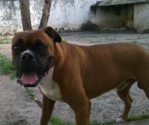 Cachorro raça Boxer idade 6 ou mais anos nome BIDU