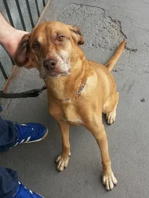 Cachorro raça Labrador / Fila idade 6 ou mais anos nome Duda