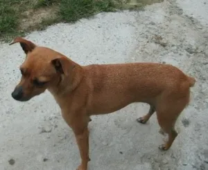 Cachorro raça Pinscher idade 5 anos nome Neguinha