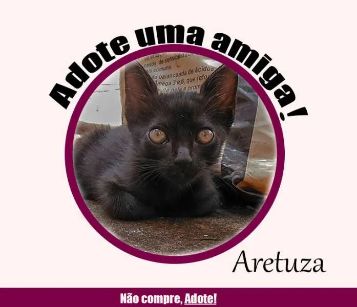 Gato ra a SRD idade 2 a 6 meses nome Pepe, Aretuza, Prin