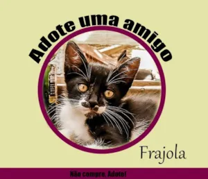 Gato raça SRD idade 2 a 6 meses nome Pepe, Aretuza, Prin
