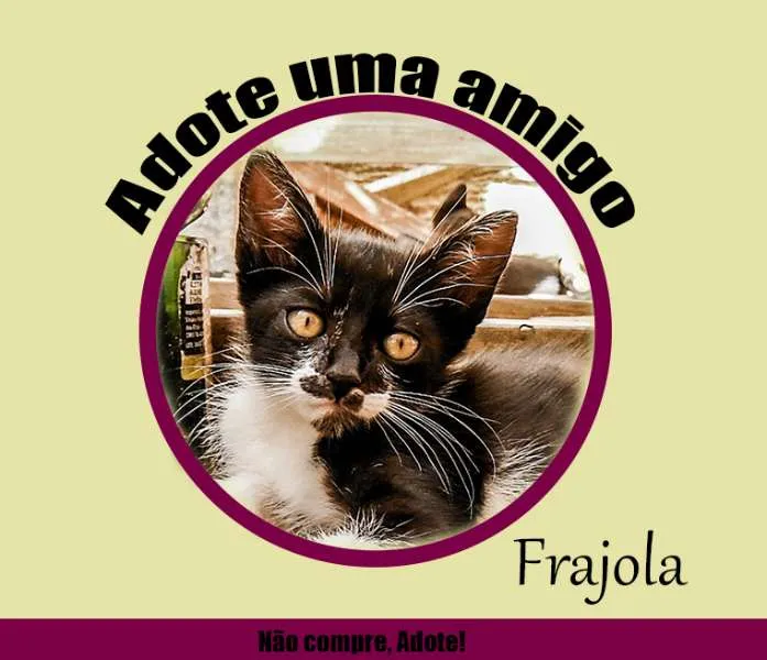 Gato ra a SRD idade 2 a 6 meses nome Pepe, Aretuza, Prin
