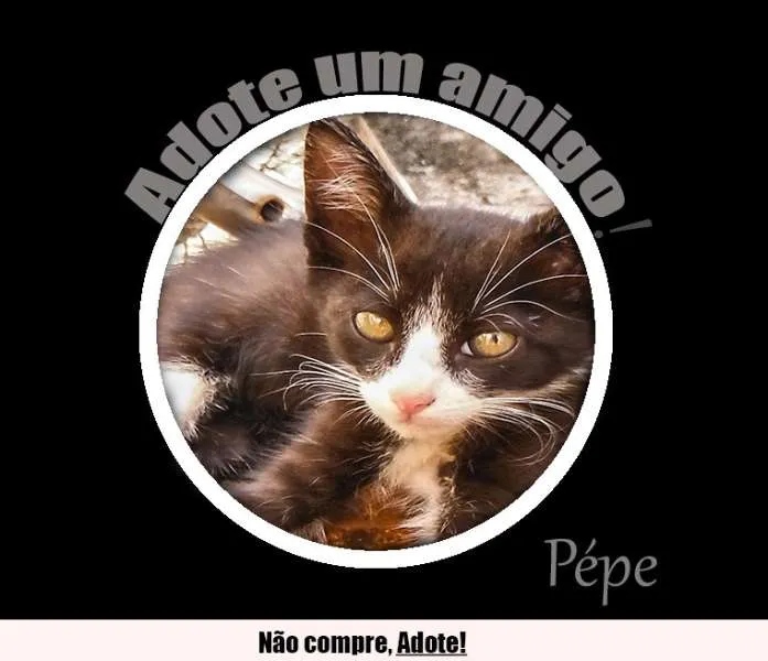 Gato ra a SRD idade 2 a 6 meses nome Pepe, Aretuza, Prin