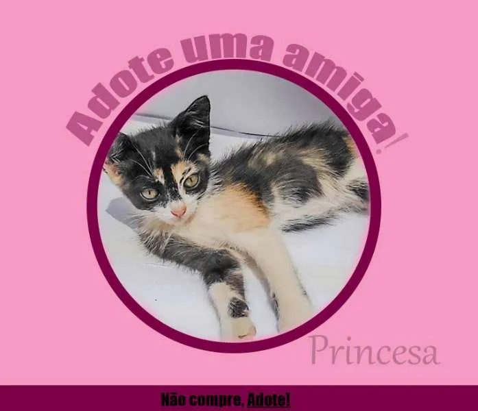 Gato ra a SRD idade 2 a 6 meses nome Pepe, Aretuza, Prin