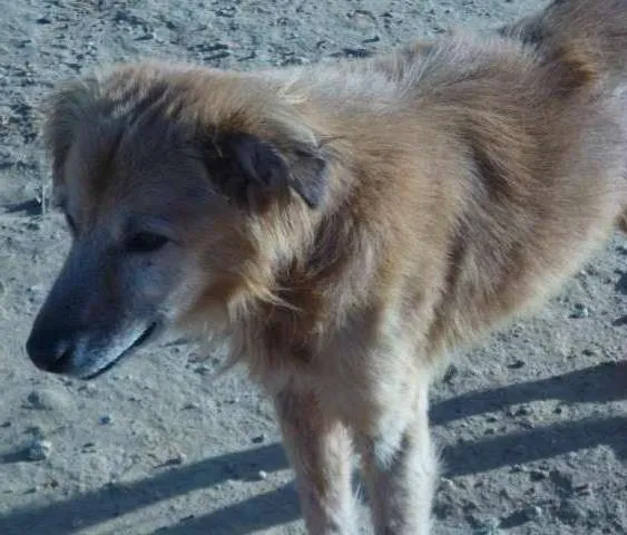 Cachorro ra a  idade 6 ou mais anos nome Mailo