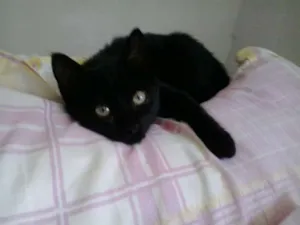 Gato raça  idade 2 a 6 meses nome Ainda sem nome