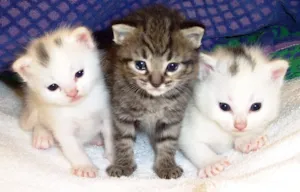 Gato raça vira lata e siamês idade 2 a 6 meses nome Filhotes