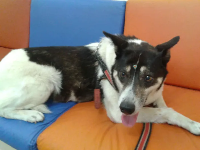 Cachorro ra a SRD idade 4 anos nome LINDA