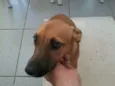 Meggie