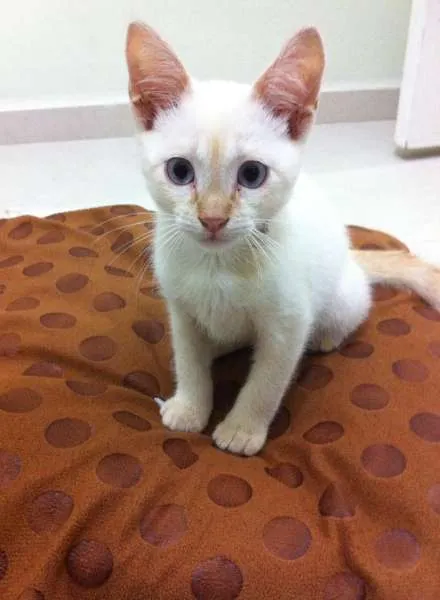 Gato ra a idade 2 a 6 meses nome Não tem nome