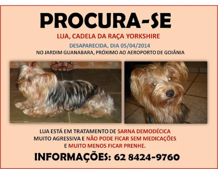 Cachorro ra a Yorkshire idade 3 anos nome Lua