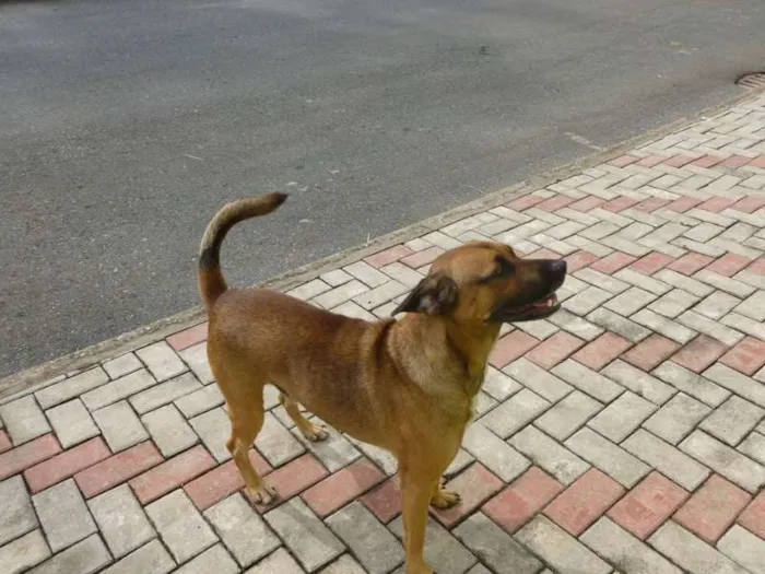 Cachorro ra a SRD idade 1 ano nome Tibúrcio