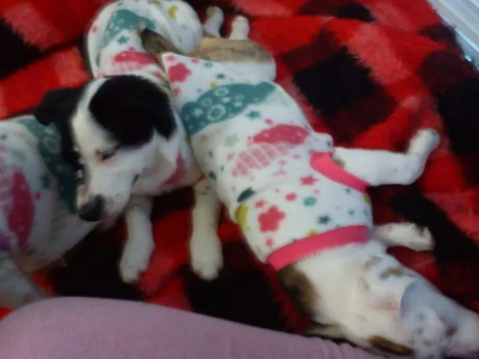 Cachorro ra a Basset-Cofap com SRD idade 2 anos nome Margot e Alice 
