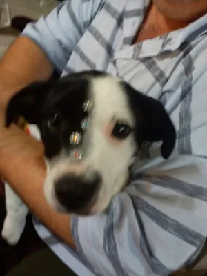 Cachorro raça Basset-Cofap com SRD idade 2 anos nome Margot e Alice 