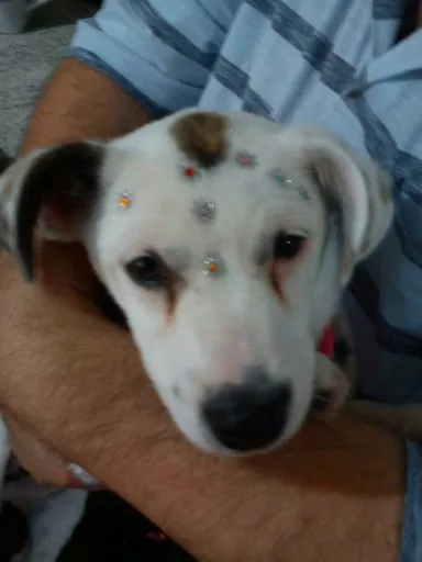 Cachorro ra a Basset-Cofap com SRD idade 2 anos nome Margot e Alice 