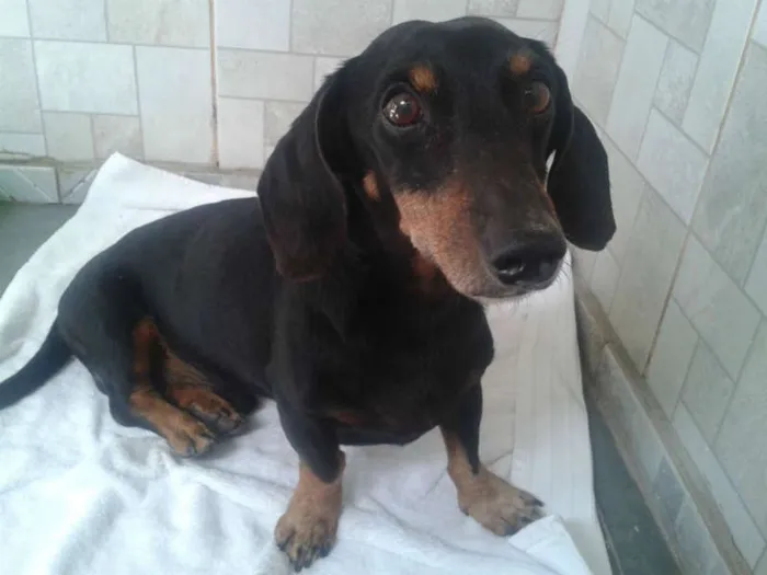 Cachorro ra a Dachshund idade 1 ano nome Salsicha