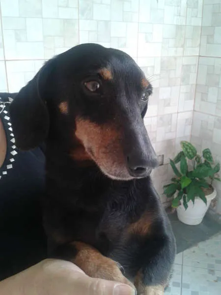 Cachorro ra a Dachshund idade 1 ano nome Salsicha