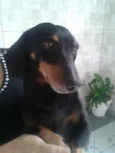 Salsicha