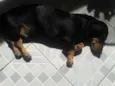 Salsicha