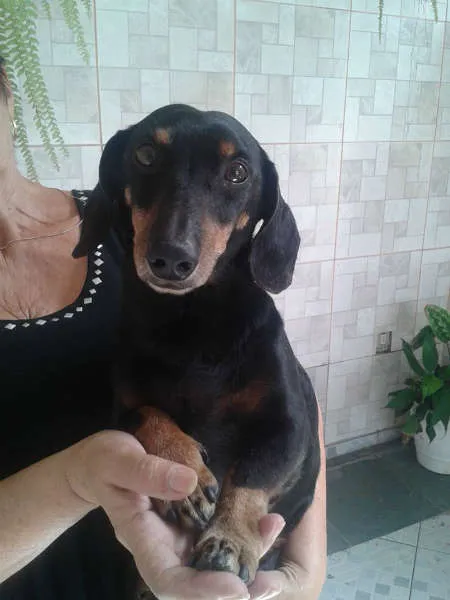 Cachorro ra a Dachshund idade 1 ano nome Salsicha