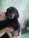 Salsicha