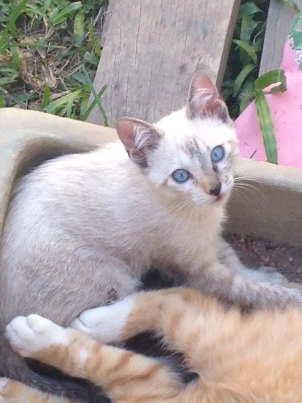 Gato raça - idade 2 a 6 meses nome sem nome