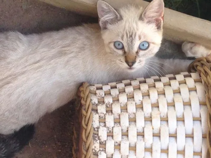 Gato raça - idade 2 a 6 meses nome sem nome