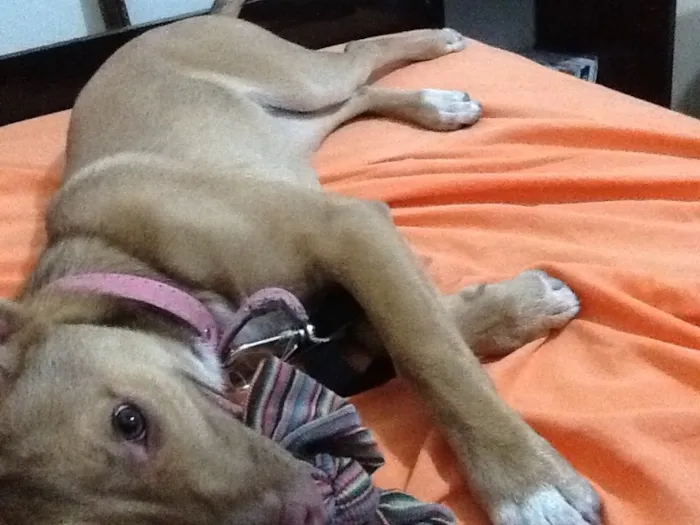 Cachorro ra a SRD idade 1 ano nome Lucy