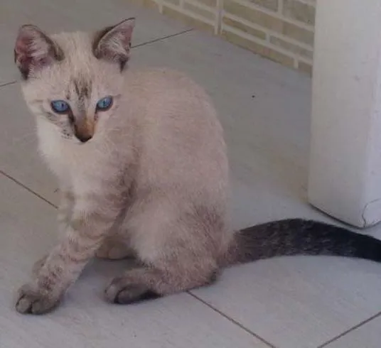 Gato raça - idade 2 a 6 meses nome sem nome