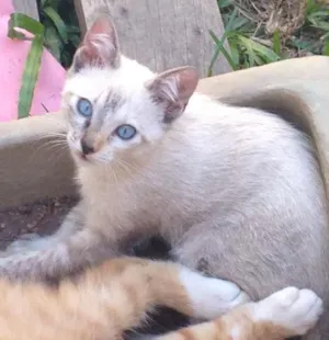 Gato raça - idade 2 a 6 meses nome sem nome