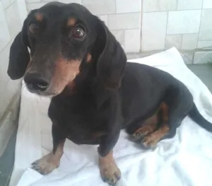 Cachorro raça Dachshund idade 1 ano nome Salsicha