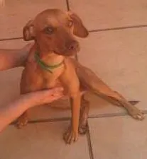 Cachorro raça  idade 2 a 6 meses nome sem nome