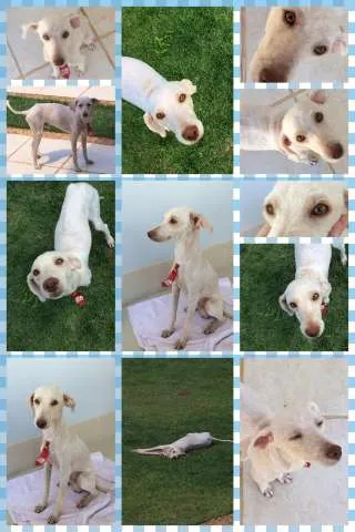 Cachorro ra a  idade 7 a 11 meses nome Alemão