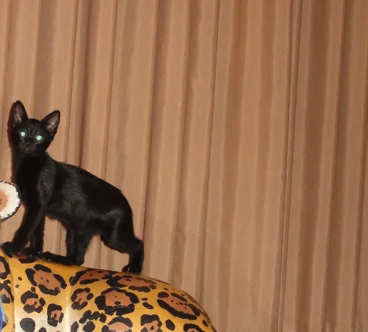 Gato ra a SRD idade 2 a 6 meses nome Holiday