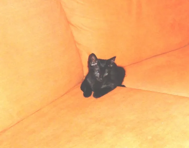 Gato ra a SRD idade 2 a 6 meses nome Holiday