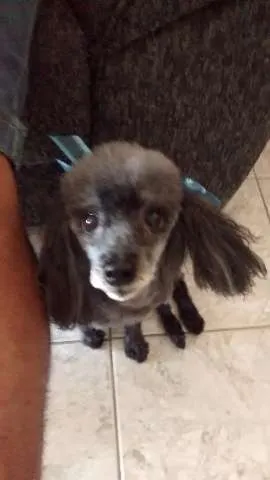Cachorro ra a Poodle idade 6 ou mais anos nome Encontrada 