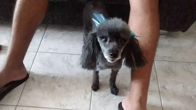 Cachorro ra a Poodle idade 6 ou mais anos nome Encontrada 