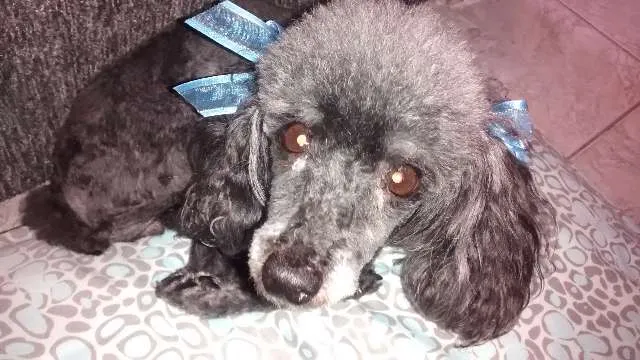 Cachorro ra a Poodle idade 6 ou mais anos nome Encontrada 