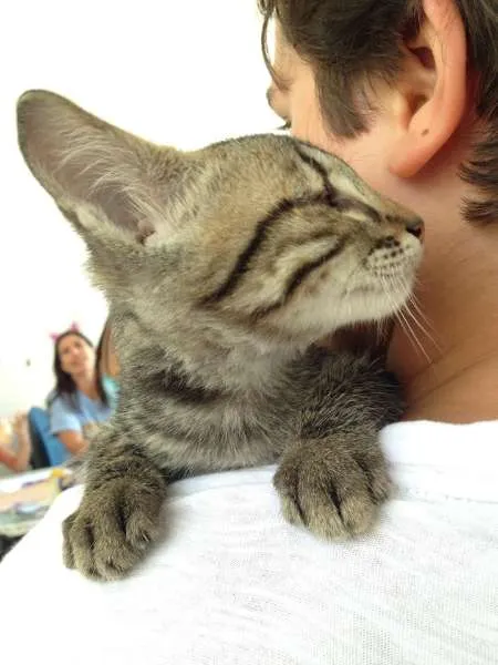 Gato ra a srd idade 2 a 6 meses nome Pirata