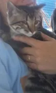 Pirata
