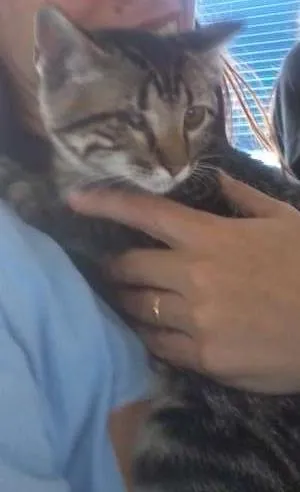 Gato raça srd idade 2 a 6 meses nome Pirata