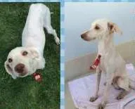 Cachorro ra a  idade 7 a 11 meses nome Alemão