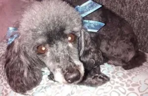 Cachorro raça Poodle idade 6 ou mais anos nome Encontrada 