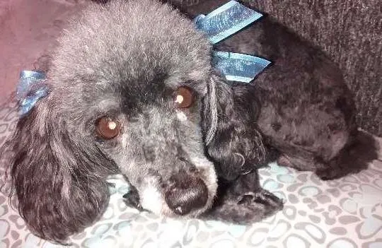 Cachorro ra a Poodle idade 6 ou mais anos nome Encontrada 