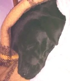 Cachorro ra a Mestiço  idade 5 anos nome Não sei