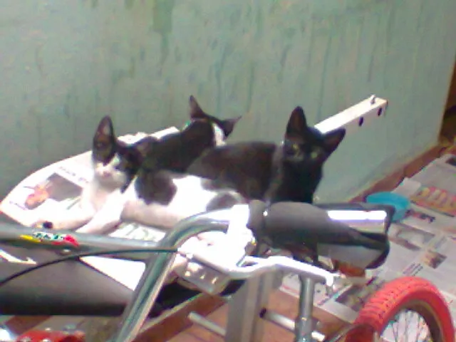 Gato ra a  idade 2 a 6 meses nome Sem Nome