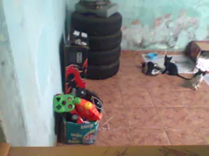 Gato raça  idade 2 a 6 meses nome Sem Nome